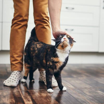 自分の体に巻きつけるとき, 他の猫に巻きつけるとき, 3.信頼している, 人間に巻きつけるとき