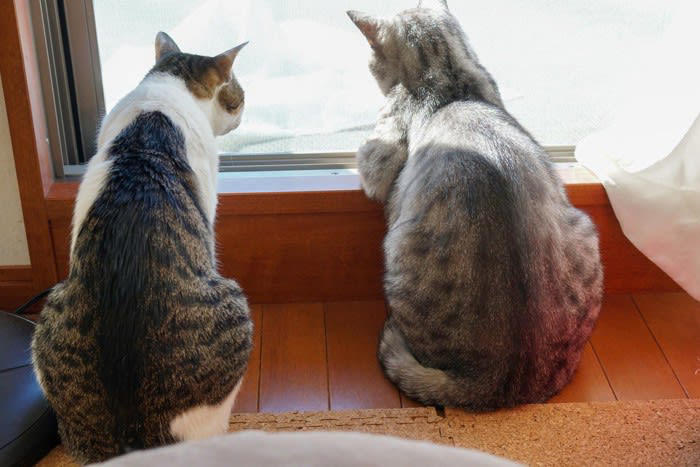 自分の体に巻きつけるとき, 他の猫に巻きつけるとき, 3.信頼している, 人間に巻きつけるとき