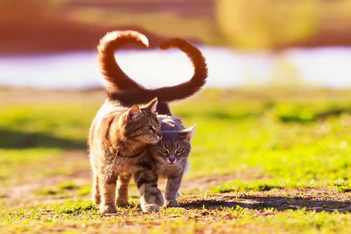 自分の体に巻きつけるとき, 他の猫に巻きつけるとき, 3.信頼している, 人間に巻きつけるとき