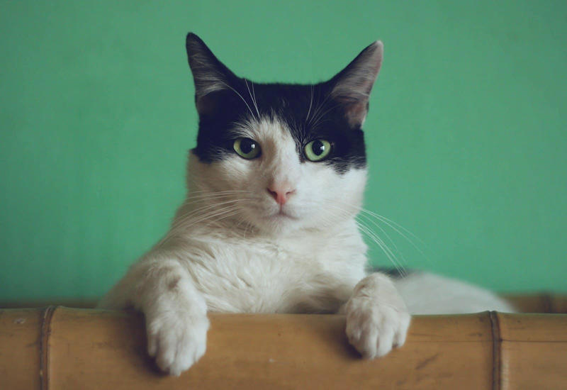 12 Cat Breeds That Love Affection — And 6 That Prefer Space Ragdoll: The Ultimate Lap Cat, Maine Coon: Gentle Giants with Big Hearts, Siamese: Vocal Love Experts, Persian: Quiet Affection Specialists, Burmese: The Velcro Cat, Abyssinian: Active Affection Seekers, Scottish Fold: Sweet-Tempered Companions, Bombay: The Black Panther Lookalike, Tonkinese: The Perfect Balance, Birman: Sacred Temple Cats, Manx: Tailless Wonders with Big Hearts, Devon Rex: The Pixie Cat, Russian Blue: Reserved but Devoted, Norwegian Forest Cat: Independent but Loving, Bengal: Wild-Looking but Affectionate, Turkish Angora: Elegant and Selective, Chartreux: The Smiling Cat, Japanese Bobtail: Independent Spirits