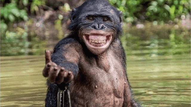 Similar Behaviors in Other Primates 1. Giant Pandas, 2. African Elephants, 3. Lions, 4. Gorillas, 5. Giraffes, 6. Penguins, 7. Tigers, 8. Polar Bears, 9. Chimpanzees, 10. Sea Lions and Seals, 11. Red Pandas, 12. Meerkats