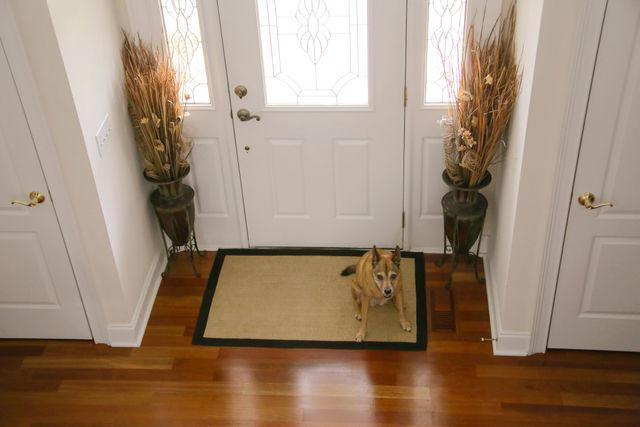 Clean as You Go, Mitigate Mess at the Door, Treat Hard Surfaces and Carpet Differently, Vacuum the Furniture, Wash What Your Pet Lays On