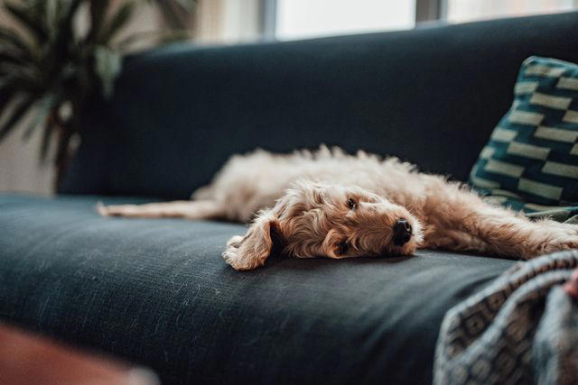 Clean as You Go, Mitigate Mess at the Door, Treat Hard Surfaces and Carpet Differently, Vacuum the Furniture, Wash What Your Pet Lays On
