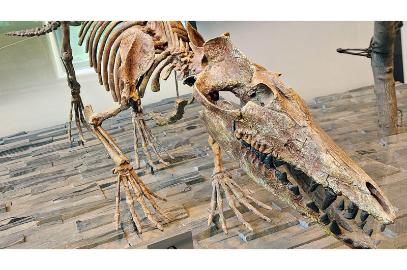 A Jawbone in the Desert: The Clue That Tied Whales to Four-Legged Walkers The Desert Discovery That Changed Everything, When Whales Had Four Legs and Fur, The Evolutionary Journey Begins, Ambulocetus: The Walking Whale, The Mystery of Whale Hearing, Legs That Became Flippers, The Nostrils' Journey to the Top, Teeth Tell the Tale, The Shrinking Pelvis, Respiratory Adaptations for Deep Diving, The Role of Climate Change, DNA Evidence Confirms the Fossil Story, Geographic Spread of Early Whales, Modern Whale Diversity, Conservation Implications, Future Discoveries