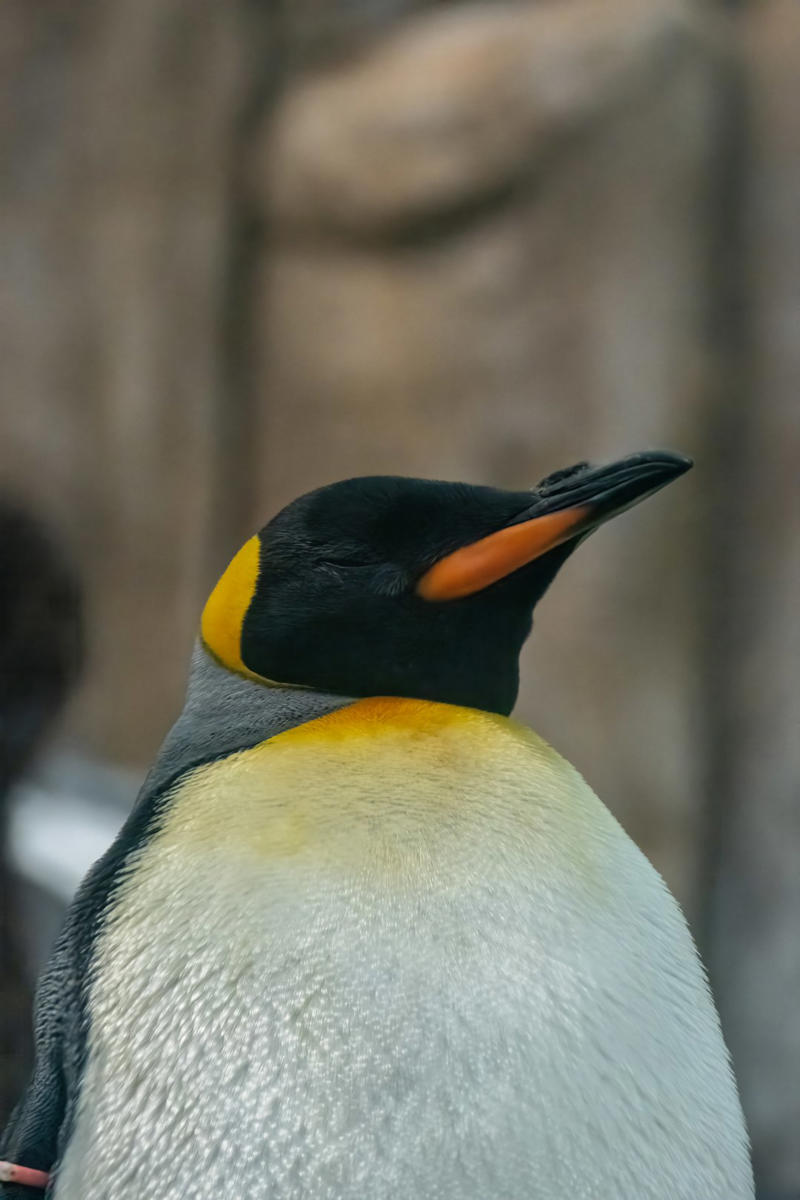 10. Emperor Penguin 10. Emperor Penguin, 9. Seahorse, 8. Greater Rhea, 7. Darwin’s Frog, 6. Emperor Tamarin, 5. Jacana, 4. Sandgrouse, 3. Midwife Toad, 2. Marmoset, 1. Stickleback Fish