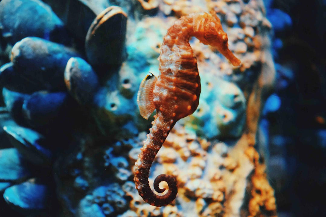 9. Seahorse 10. Emperor Penguin, 9. Seahorse, 8. Greater Rhea, 7. Darwin’s Frog, 6. Emperor Tamarin, 5. Jacana, 4. Sandgrouse, 3. Midwife Toad, 2. Marmoset, 1. Stickleback Fish