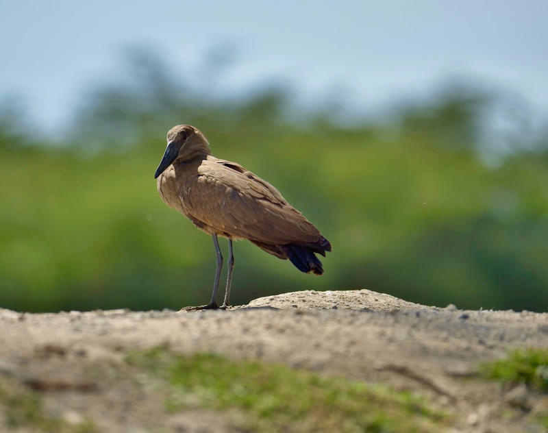 8. Greater Rhea 10. Emperor Penguin, 9. Seahorse, 8. Greater Rhea, 7. Darwin’s Frog, 6. Emperor Tamarin, 5. Jacana, 4. Sandgrouse, 3. Midwife Toad, 2. Marmoset, 1. Stickleback Fish