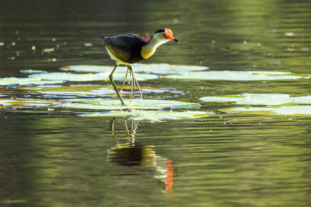 5. Jacana 10. Emperor Penguin, 9. Seahorse, 8. Greater Rhea, 7. Darwin’s Frog, 6. Emperor Tamarin, 5. Jacana, 4. Sandgrouse, 3. Midwife Toad, 2. Marmoset, 1. Stickleback Fish