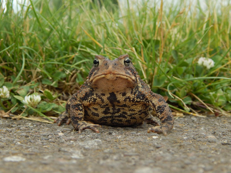 3. Midwife Toad 10. Emperor Penguin, 9. Seahorse, 8. Greater Rhea, 7. Darwin’s Frog, 6. Emperor Tamarin, 5. Jacana, 4. Sandgrouse, 3. Midwife Toad, 2. Marmoset, 1. Stickleback Fish