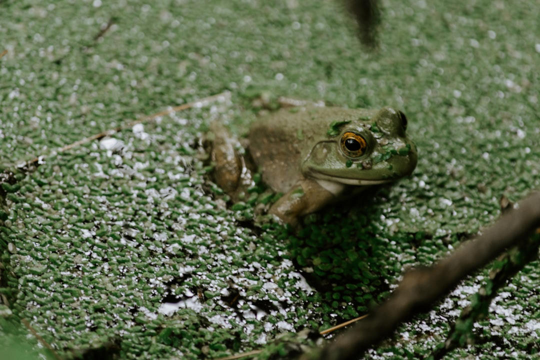 7. Darwin’s Frog 10. Emperor Penguin, 9. Seahorse, 8. Greater Rhea, 7. Darwin’s Frog, 6. Emperor Tamarin, 5. Jacana, 4. Sandgrouse, 3. Midwife Toad, 2. Marmoset, 1. Stickleback Fish