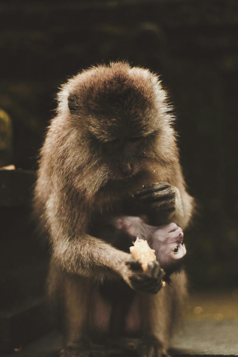 2. Marmoset 10. Emperor Penguin, 9. Seahorse, 8. Greater Rhea, 7. Darwin’s Frog, 6. Emperor Tamarin, 5. Jacana, 4. Sandgrouse, 3. Midwife Toad, 2. Marmoset, 1. Stickleback Fish