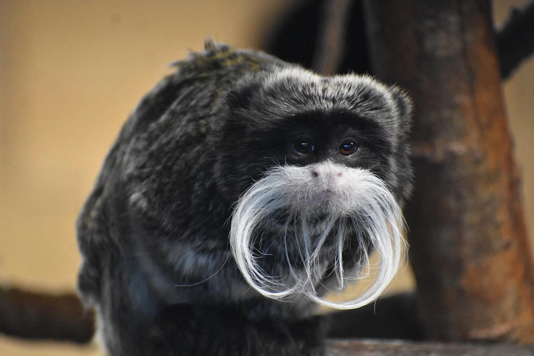 6. Emperor Tamarin 10. Emperor Penguin, 9. Seahorse, 8. Greater Rhea, 7. Darwin’s Frog, 6. Emperor Tamarin, 5. Jacana, 4. Sandgrouse, 3. Midwife Toad, 2. Marmoset, 1. Stickleback Fish