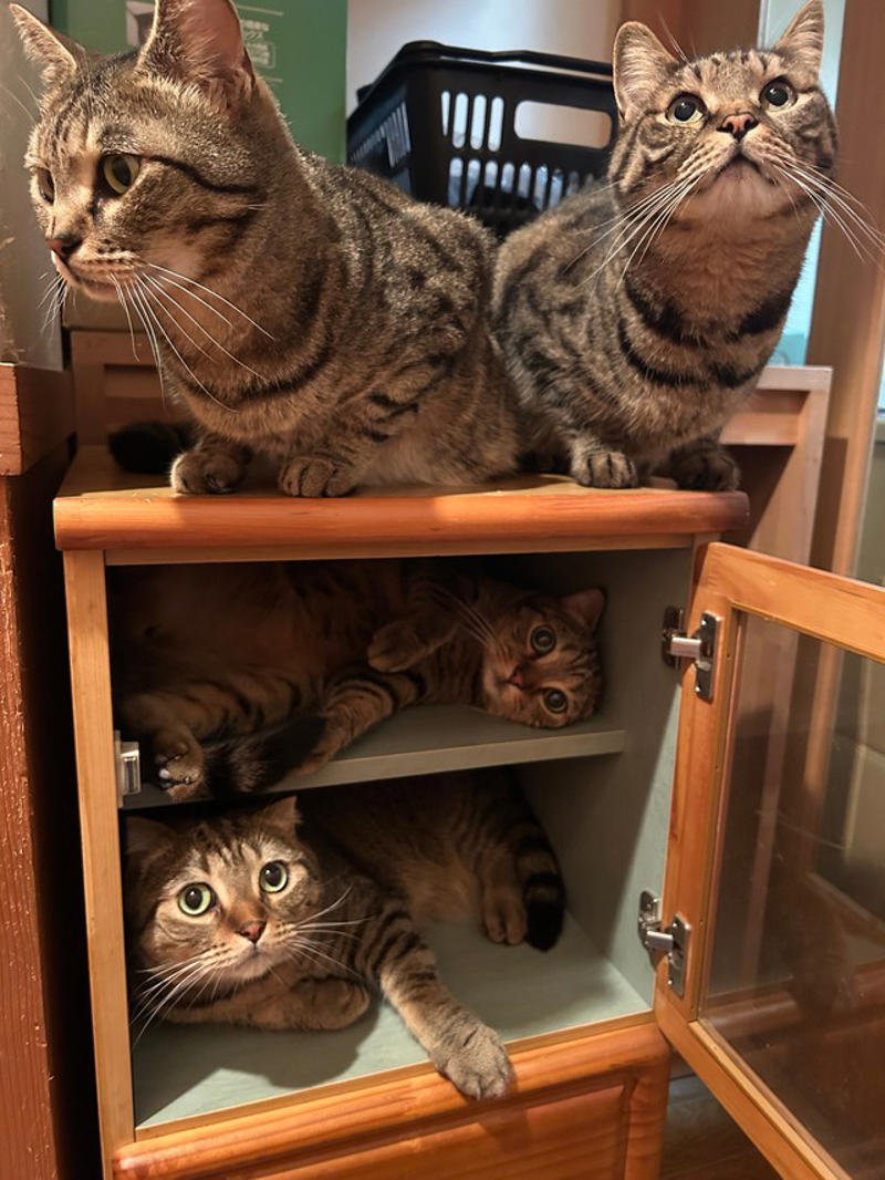  「多頭飼いならでは」の“猫入れ”現象,  「何入れるか悩んでたら、猫が入ってた」…猫好き共感の声,  順番待ちする猫たちも…多頭飼いのにぎやかさ,  「猫あるある」に癒される毎日