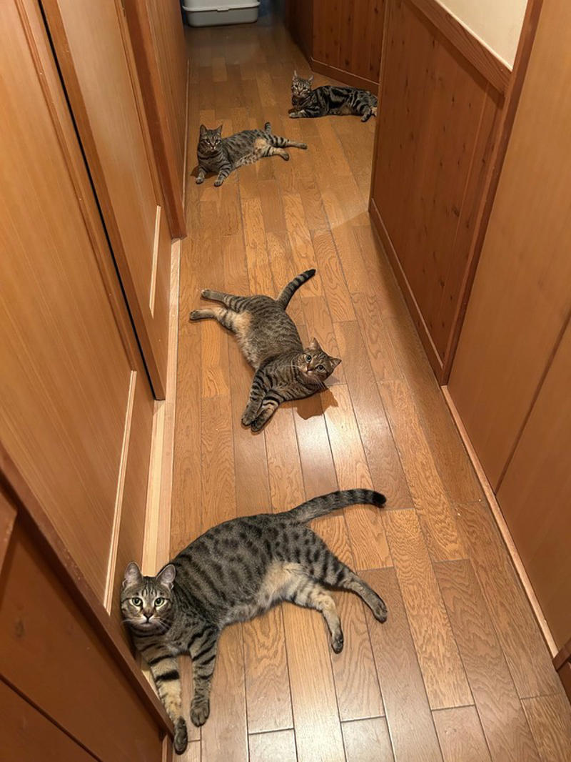  「多頭飼いならでは」の“猫入れ”現象,  「何入れるか悩んでたら、猫が入ってた」…猫好き共感の声,  順番待ちする猫たちも…多頭飼いのにぎやかさ,  「猫あるある」に癒される毎日
