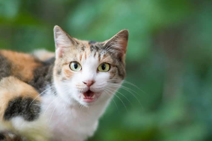 猫が教えてくれる「お告げ」系ジンクス2選, 1.猫のくしゃみは幸せの前兆, 2. 黒猫の夢を見ると宝くじが当たる, 猫そのものが「縁起物」系ジンクス3選, 3. 猫の「ヒゲ」は運気上昇をもたらす, 4. 猫の「カギ尻尾」は幸せを運ぶ, 5. 「三毛猫」は商売繁盛につながる