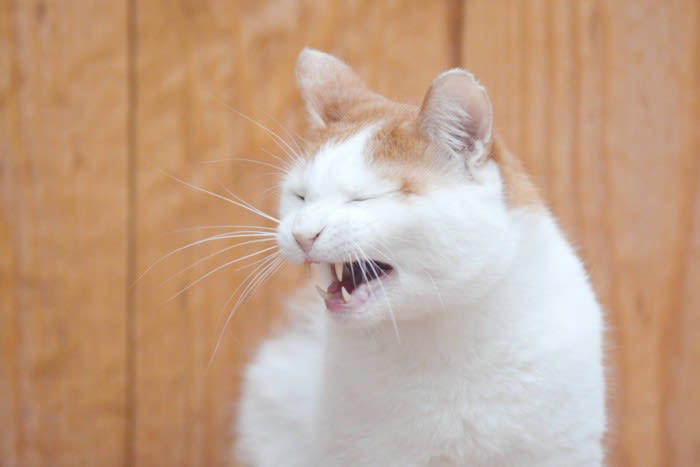 猫が教えてくれる「お告げ」系ジンクス2選, 1.猫のくしゃみは幸せの前兆, 2. 黒猫の夢を見ると宝くじが当たる, 猫そのものが「縁起物」系ジンクス3選, 3. 猫の「ヒゲ」は運気上昇をもたらす, 4. 猫の「カギ尻尾」は幸せを運ぶ, 5. 「三毛猫」は商売繁盛につながる