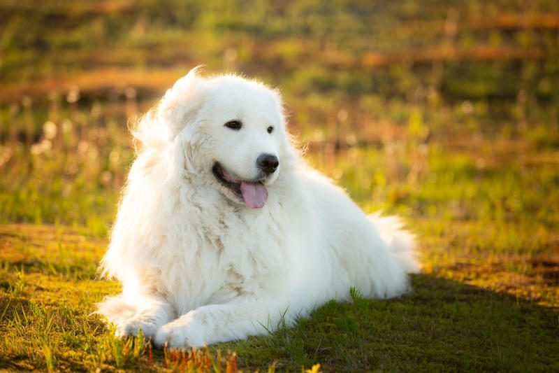 4) Maremma Sheepdog 2) Italian Greyhound, 3) Norwegian Elkhound, 4) Maremma Sheepdog, 5) Deerhound, 6) Canadian Eskimo Dog, 7) Harrier, 8) Glen of Imaal Terrier, 9) Bearded Collie, 10) Mastiff, 11) Alaskan Malamutes, 13) Chow Chows