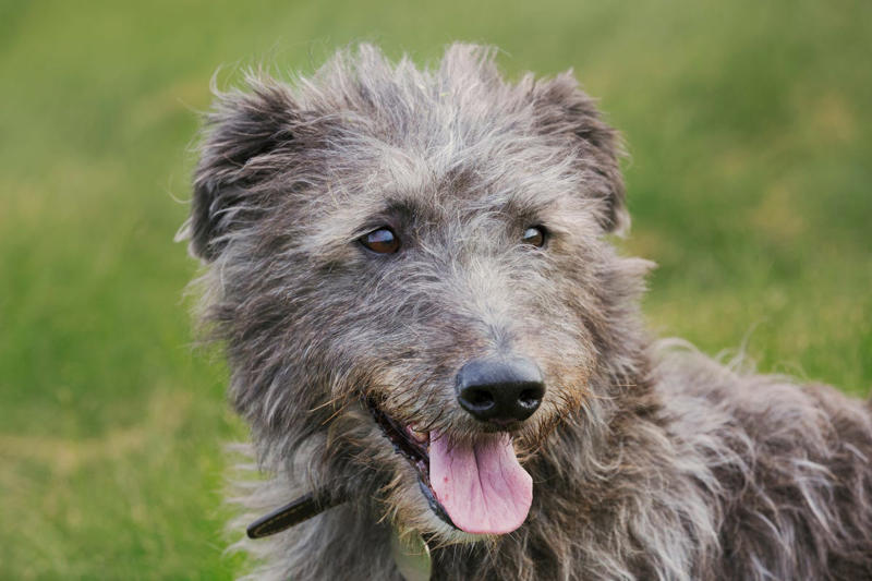 5) Deerhound 2) Italian Greyhound, 3) Norwegian Elkhound, 4) Maremma Sheepdog, 5) Deerhound, 6) Canadian Eskimo Dog, 7) Harrier, 8) Glen of Imaal Terrier, 9) Bearded Collie, 10) Mastiff, 11) Alaskan Malamutes, 13) Chow Chows