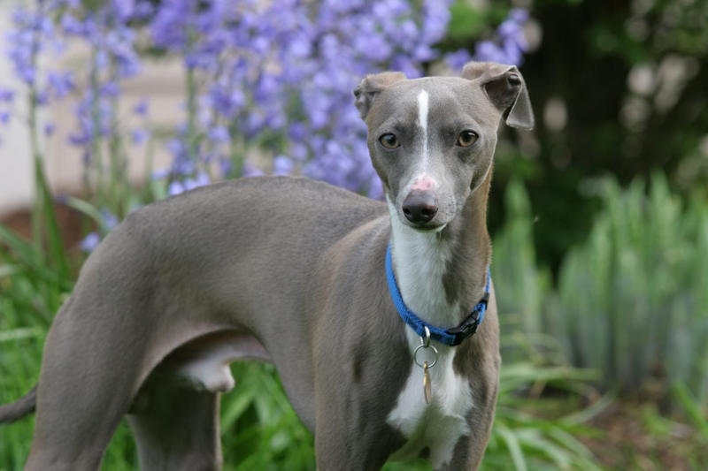 2) Italian Greyhound 2) Italian Greyhound, 3) Norwegian Elkhound, 4) Maremma Sheepdog, 5) Deerhound, 6) Canadian Eskimo Dog, 7) Harrier, 8) Glen of Imaal Terrier, 9) Bearded Collie, 10) Mastiff, 11) Alaskan Malamutes, 13) Chow Chows
