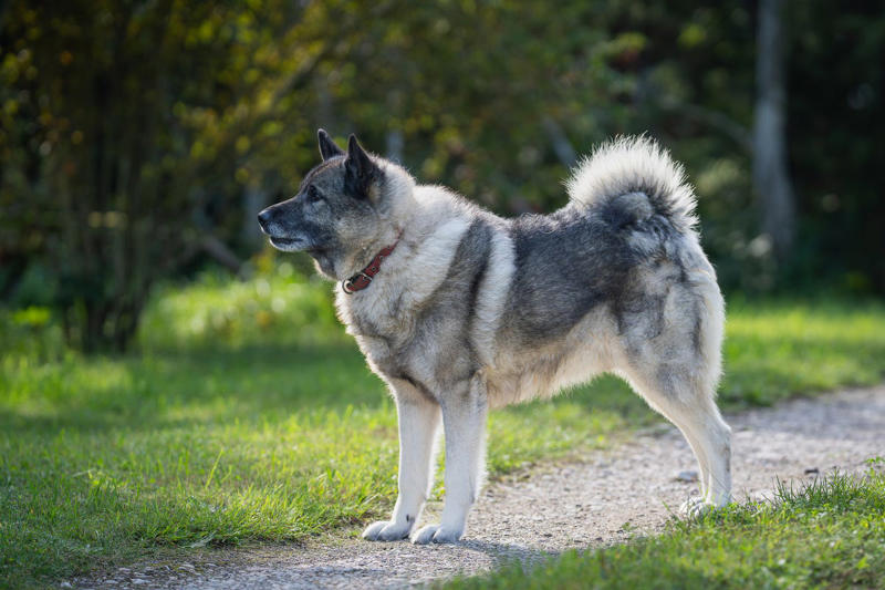 3) Norwegian Elkhound 2) Italian Greyhound, 3) Norwegian Elkhound, 4) Maremma Sheepdog, 5) Deerhound, 6) Canadian Eskimo Dog, 7) Harrier, 8) Glen of Imaal Terrier, 9) Bearded Collie, 10) Mastiff, 11) Alaskan Malamutes, 13) Chow Chows