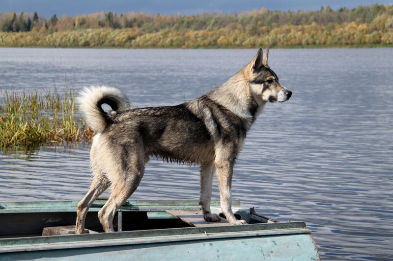 6) Canadian Eskimo Dog 2) Italian Greyhound, 3) Norwegian Elkhound, 4) Maremma Sheepdog, 5) Deerhound, 6) Canadian Eskimo Dog, 7) Harrier, 8) Glen of Imaal Terrier, 9) Bearded Collie, 10) Mastiff, 11) Alaskan Malamutes, 13) Chow Chows