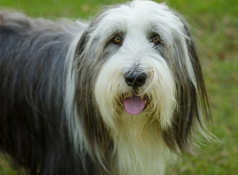 9) Bearded Collie 2) Italian Greyhound, 3) Norwegian Elkhound, 4) Maremma Sheepdog, 5) Deerhound, 6) Canadian Eskimo Dog, 7) Harrier, 8) Glen of Imaal Terrier, 9) Bearded Collie, 10) Mastiff, 11) Alaskan Malamutes, 13) Chow Chows