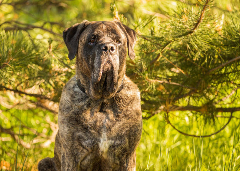 10) Mastiff 2) Italian Greyhound, 3) Norwegian Elkhound, 4) Maremma Sheepdog, 5) Deerhound, 6) Canadian Eskimo Dog, 7) Harrier, 8) Glen of Imaal Terrier, 9) Bearded Collie, 10) Mastiff, 11) Alaskan Malamutes, 13) Chow Chows