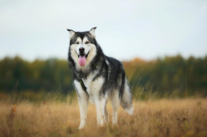 11) Alaskan Malamutes 2) Italian Greyhound, 3) Norwegian Elkhound, 4) Maremma Sheepdog, 5) Deerhound, 6) Canadian Eskimo Dog, 7) Harrier, 8) Glen of Imaal Terrier, 9) Bearded Collie, 10) Mastiff, 11) Alaskan Malamutes, 13) Chow Chows