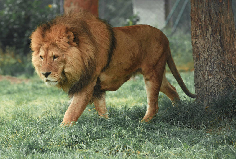 These 9 Big Cats Have Vanished From 90% of Their Historic Range The Majestic Tiger: A Vanishing Shadow, Lions: The Disappearing Kings, Cheetahs: Built for Speed, Nowhere to Run, Leopards: Spotted Ghosts of the Wild, Snow Leopards: Lords of High Places, Jaguars: The Roaring Rivers’ Guardians, Clouded Leopards: The Tree Acrobat, Eurasian Lynx: The Whispering Hunter, Pumas: Ghosts of the Americas, Asiatic Cheetah: The Last Sprint, Sumatran Tiger: The Island’s Striped Jewel, Amur Leopard: Stripes in the Snow, Indochinese Tiger: Fading from the Forests, South China Tiger: The Lost Emperor, Persiian Leopard: The Mountain Phantom, Western African Lion: The Forgotten King, Iberian Lynx: From the Brink of Oblivion, Asiatic Lion: The Last Stand in India, Borneo Clouded Leopard: The Enigmatic Island Cat, Serval: The Long-Legged Leaper, Caracal: The Desert Acrobat, Oncilla: The Miniature Phantom, Pampas Cat: The Grassland Ghost, Fishing Cat: The Wetland Stalker, Rusty-Spotted Cat: The Tiny Survivor