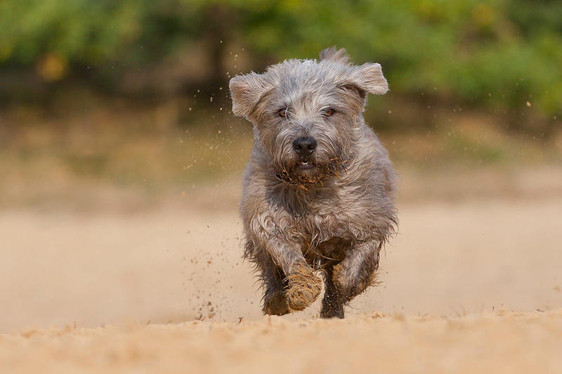8) Glen of Imaal Terrier 2) Italian Greyhound, 3) Norwegian Elkhound, 4) Maremma Sheepdog, 5) Deerhound, 6) Canadian Eskimo Dog, 7) Harrier, 8) Glen of Imaal Terrier, 9) Bearded Collie, 10) Mastiff, 11) Alaskan Malamutes, 13) Chow Chows