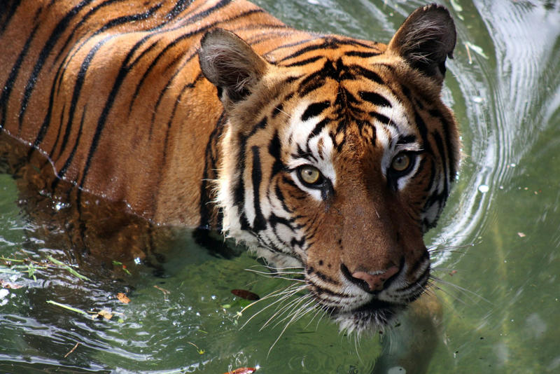 10 Big Cats Known for Their Loudest Roars (Ranked!) 1. Lion – The King’s Roar Shakes the Savannah, 2. Tiger – The Jungle’s Thundering Soloist, 3. Jaguar – The Rainforest’s Sonic Boom, 4. Leopard – The Stealthy Roaring Shadow, 5. Snow Leopard – The Mountain Whisperer, 6. Clouded Leopard – The Forest’s Secret Roar, 7. Cougar – The Mountain Lion’s Scream, 8. Cheetah – The Chirping Speedster, 9. Caracal – The Desert’s Wild Yowler, 10. Eurasian Lynx – The Nighttime Echo, 11. Sumatran Tiger – The Island’s Roaring Treasure, 12. Indochinese Tiger – The Elusive Roar, 13. Bengal Tiger – The Royal Roar, 14. African Leopard – The Bush’s Sawing Call, 15. Asiatic Lion – The Forgotten Roar, 16. Serval – The Spotted Serenade, 17. Amur Leopard – The Whispering Rasp, 18. Sunda Clouded Leopard – The Rainforest’s Voice, 19. African Golden Cat – The Forest’s Roaring Secret, 20. Ocelot – The Spotted Night Caller, 21. Geoffroy’s Cat – The Tiny Tiger’s Scream, 22. Margay – The Canopy’s Chirping Acrobat, 23. Fishing Cat – The Wetland’s Loudmouth, 24. Bobcat – The American Wild Yowler, 25. Jaguarundi – The Whistling Oddball