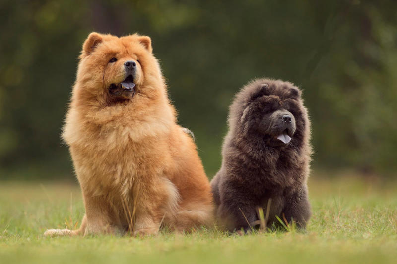 13) Chow Chows 2) Italian Greyhound, 3) Norwegian Elkhound, 4) Maremma Sheepdog, 5) Deerhound, 6) Canadian Eskimo Dog, 7) Harrier, 8) Glen of Imaal Terrier, 9) Bearded Collie, 10) Mastiff, 11) Alaskan Malamutes, 13) Chow Chows