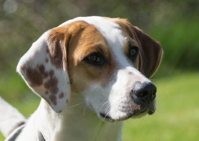 7) Harrier 2) Italian Greyhound, 3) Norwegian Elkhound, 4) Maremma Sheepdog, 5) Deerhound, 6) Canadian Eskimo Dog, 7) Harrier, 8) Glen of Imaal Terrier, 9) Bearded Collie, 10) Mastiff, 11) Alaskan Malamutes, 13) Chow Chows