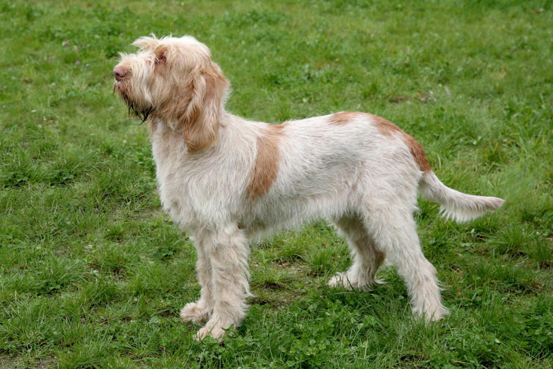 Italian Spinone, Italian Greyhound, Norwegian Elkhound, Maremma Sheepdog, Deerhound, Canadian Eskimo Dog, Glen of Imaal Terrier, Bearded Collie, Alaskan Malamutes , Japanese Akitas , Chow Chows 