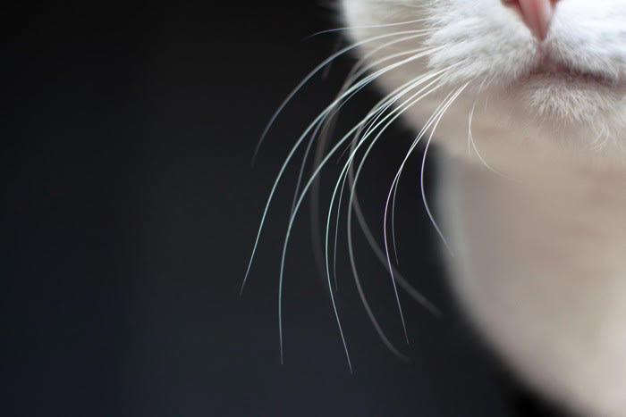 猫が教えてくれる「お告げ」系ジンクス2選, 1.猫のくしゃみは幸せの前兆, 2. 黒猫の夢を見ると宝くじが当たる, 猫そのものが「縁起物」系ジンクス3選, 3. 猫の「ヒゲ」は運気上昇をもたらす, 4. 猫の「カギ尻尾」は幸せを運ぶ, 5. 「三毛猫」は商売繁盛につながる