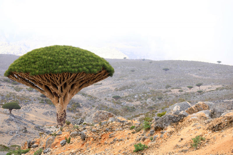 Socotra: An alien without special effects Beyond WiFi: A journey to nowhere, Ascension: A strategic base in the middle of the Atlantic, Gough Island: The albatross haven, Pitcairn: Reality show with 18th century DNA, Kerguelen: Perpetual blizzard version, Heard Island: Australia's forgotten volcano, Tonga: Royalty in the middle of the Pacific, Easter Island: Civilization without context, Macquarie: Penguins with an Australian passport, Socotra: An alien without special effects