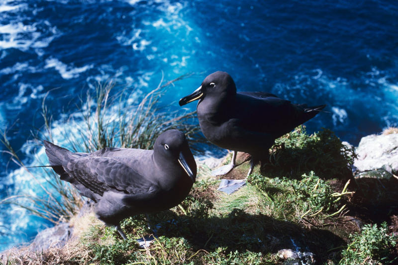 Gough Island: The albatross haven Beyond WiFi: A journey to nowhere, Ascension: A strategic base in the middle of the Atlantic, Gough Island: The albatross haven, Pitcairn: Reality show with 18th century DNA, Kerguelen: Perpetual blizzard version, Heard Island: Australia's forgotten volcano, Tonga: Royalty in the middle of the Pacific, Easter Island: Civilization without context, Macquarie: Penguins with an Australian passport, Socotra: An alien without special effects