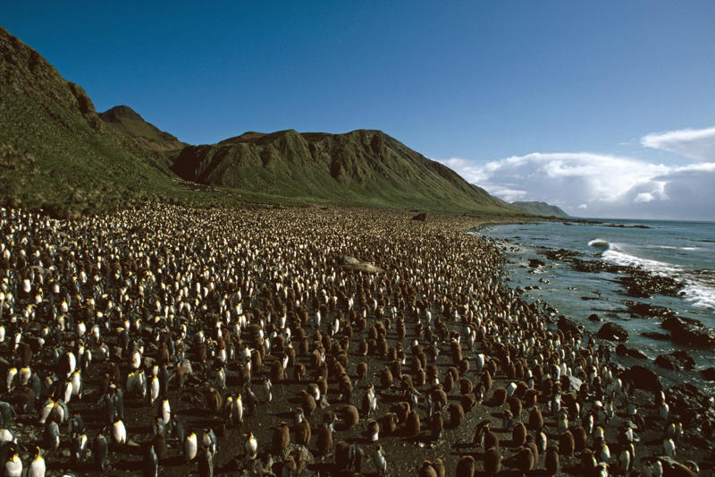 Macquarie: Penguins with an Australian passport Beyond WiFi: A journey to nowhere, Ascension: A strategic base in the middle of the Atlantic, Gough Island: The albatross haven, Pitcairn: Reality show with 18th century DNA, Kerguelen: Perpetual blizzard version, Heard Island: Australia's forgotten volcano, Tonga: Royalty in the middle of the Pacific, Easter Island: Civilization without context, Macquarie: Penguins with an Australian passport, Socotra: An alien without special effects