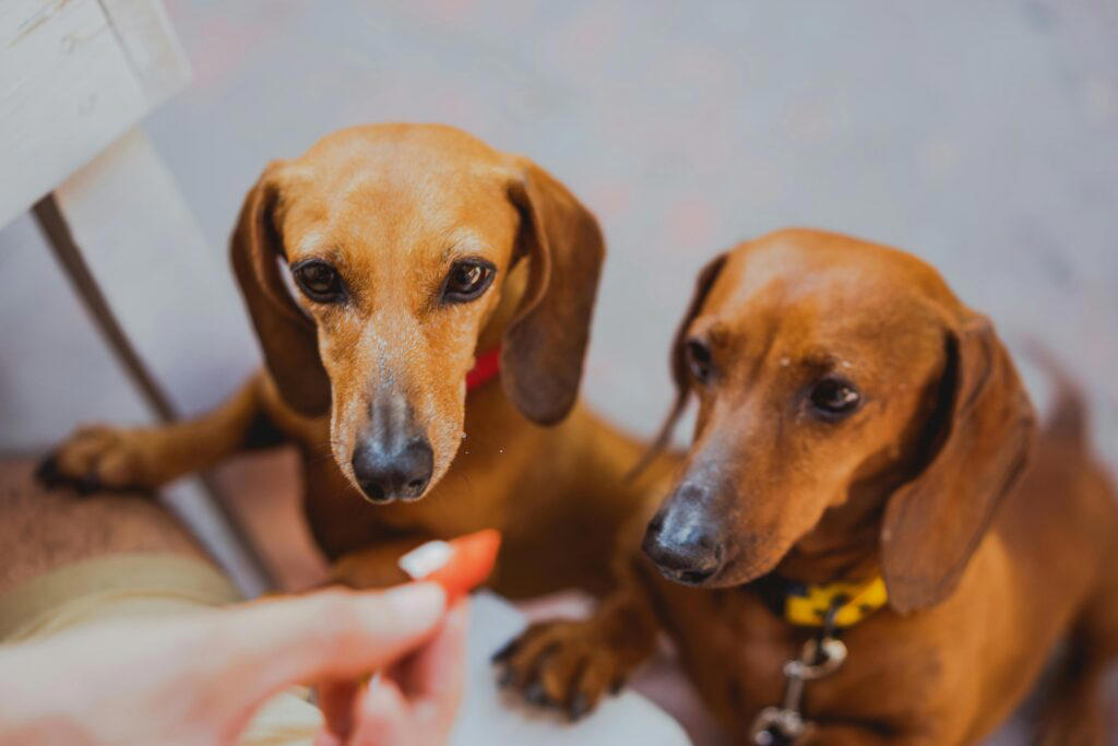 Tip #1: Keep Ingredients Simple and Safe, Tip #2: Choose the Right Treat Size, Tip #3: Store Them Properly, Tip #4: Consider Dietary Needs, Tip #5: Make It Fun and Involve the Family, Recipe #1: Peanut Butter &amp; Banana Dog Cookie, Recipe #2: Tuna and Catnip Cat Treats, Recipe #3: Frozen Chicken Broth Cubes (Dogs or Cats), Recipe #4: Apple and Carrot Bunny Bites, Recipe #5: Hamster-Friendly Seed Balls, Have Fun Treat-Making!