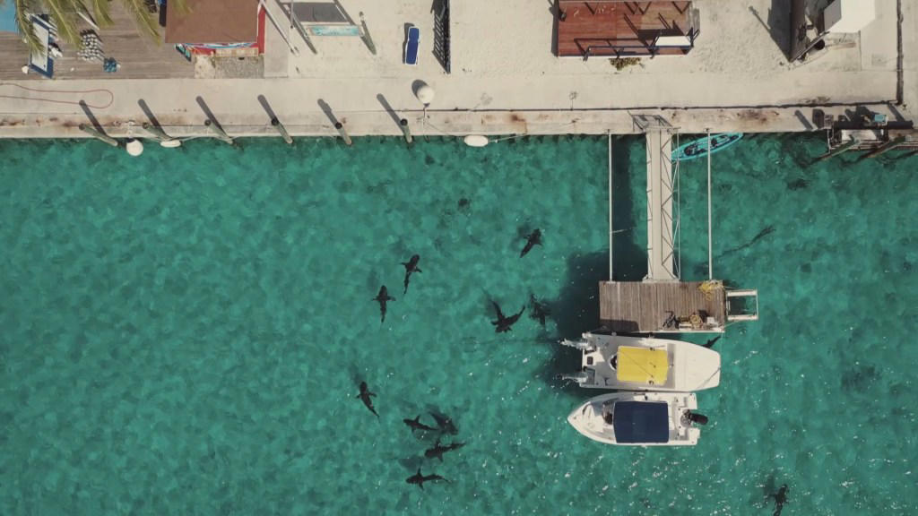 I’m a TV critic – I was wrong about Shark! Celebrity Infested Waters