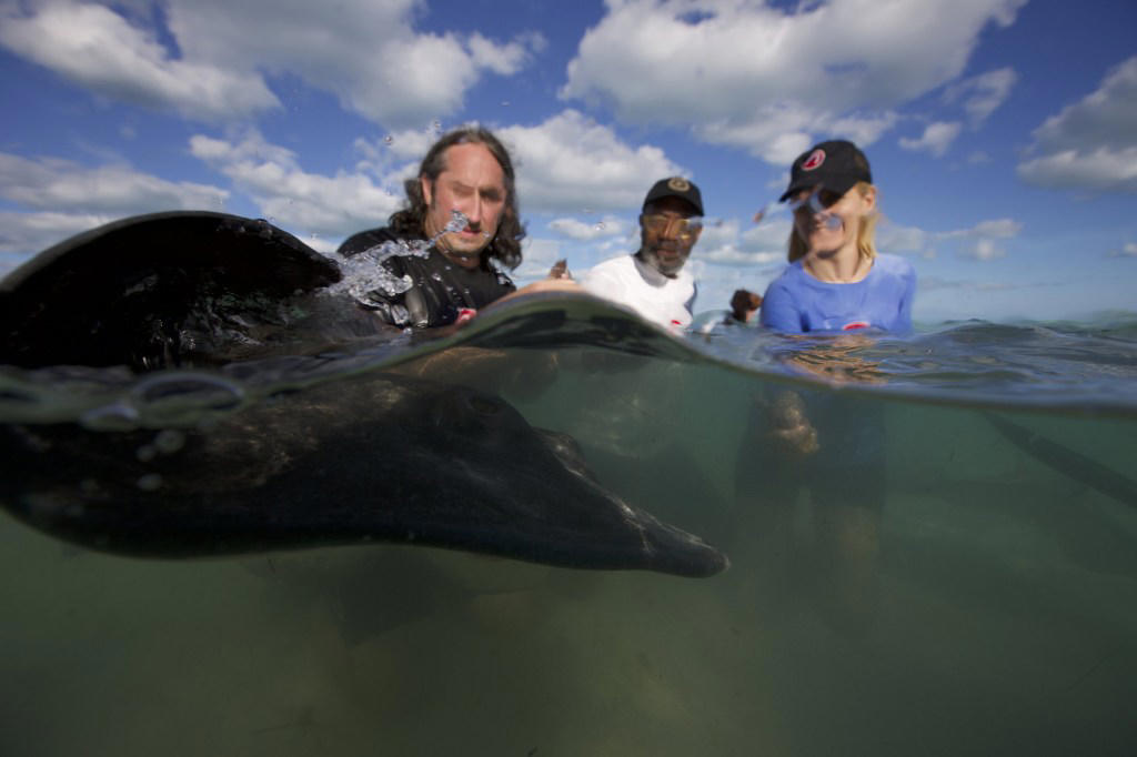 I’m a TV critic – I was wrong about Shark! Celebrity Infested Waters