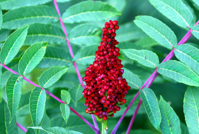 #23 Sumac Powder #1 Butter, #3 Coffee Instead Of Water For Brownies, #5 Shallots, #7 Squeeze Of Lime, #9 Better Than Bouillon, #11 Miso Paste, #13 Cayenne, #15 Cornstarch, #17 Gochujang Paste, #19 Salt + Sweet Dessert, #21 Allspice, #23 Sumac Powder, #25 Horseradish Spread, #27 Fish Oil, #29 Liquid Smoke