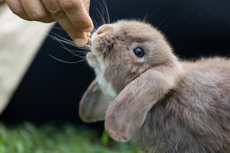 Tip #1: Keep Ingredients Simple and Safe, Tip #2: Choose the Right Treat Size, Tip #3: Store Them Properly, Tip #4: Consider Dietary Needs, Tip #5: Make It Fun and Involve the Family, Recipe #1: Peanut Butter &amp; Banana Dog Cookie, Recipe #2: Tuna and Catnip Cat Treats, Recipe #3: Frozen Chicken Broth Cubes (Dogs or Cats), Recipe #4: Apple and Carrot Bunny Bites, Recipe #5: Hamster-Friendly Seed Balls, Have Fun Treat-Making!