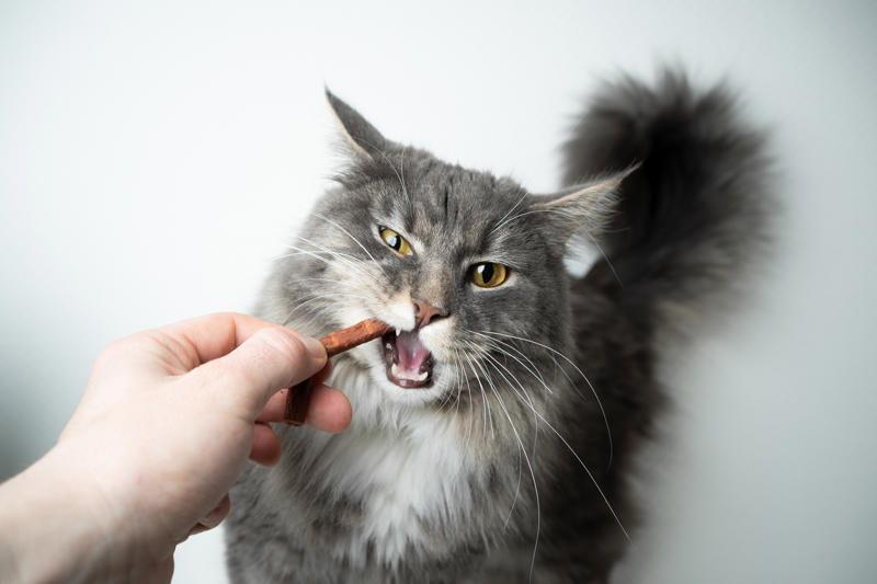 Tip #1: Keep Ingredients Simple and Safe, Tip #2: Choose the Right Treat Size, Tip #3: Store Them Properly, Tip #4: Consider Dietary Needs, Tip #5: Make It Fun and Involve the Family, Recipe #1: Peanut Butter &amp; Banana Dog Cookie, Recipe #2: Tuna and Catnip Cat Treats, Recipe #3: Frozen Chicken Broth Cubes (Dogs or Cats), Recipe #4: Apple and Carrot Bunny Bites, Recipe #5: Hamster-Friendly Seed Balls, Have Fun Treat-Making!