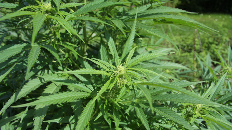 8. Bachelor Of Science In Cannabis Business 1. Diploma In Clowning Arts, 2. Bachelor Of Arts In Psychedelic Studies, 3. Bachelor Of Science In Fermentation Sciences, 4. Bachelor Of Fine Arts In Comic Art, 5. Bachelor Of Fine Arts In Puppet Arts, 6. Associate Of Applied Science In Farrier Science, 7. Bachelor Of Science In Adventure Education, 8. Bachelor Of Science In Cannabis Business, 9. Bachelor Of Arts In Manga Studies, 10. Diploma In Contemporary Circus Arts, 11. Bachelor Of Fine Arts In Bagpipe Performance, 12. Bachelor Of Science In Feed Science And Management, 13. Master Of Science In Biomimicry, 14. Bachelor Of Arts In Sexuality And Gender Performance, 15. Associate Of Applied Science In Bicycle Design And Fabrication, 16. Bachelor Of Science In Therapeutic Horsemanship, 17. Bachelor Of Fine Arts In Costume Technology, 18. Bachelor Of Fine Arts In Toy Design, 19. Bachelor Of Science In Race Track Industry, 20. Bachelor Of Fine Arts In Themed Entertainment Design