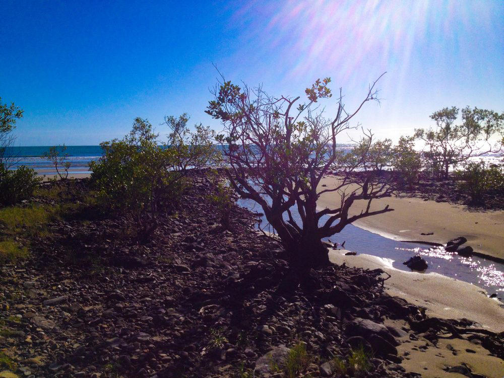 Cape Tribulation, Australia Cape Tribulation, Australia, Playa Zipolite, Mexico, Morecambe Bay, United Kingdom, Myrtle Beach, South Carolina, Chowpatty Beach, India, Fraser Island, Australia, Amazon Beaches, South America, Northern Territory, Australia, Ehukai Beach Park, Hawaii