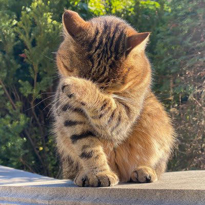猫はなぜ食後に顔を洗うの？, 1.においや汚れが気になるから, 2.余韻を楽しんでいる, 3.ヒゲのメンテナンスをしている, 洗わないと皮膚トラブルが増える!?