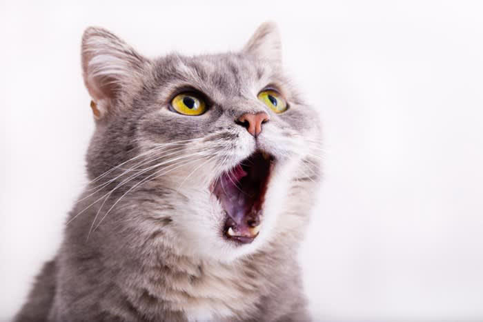 猫はなぜ食後に顔を洗うの？, 1.においや汚れが気になるから, 2.余韻を楽しんでいる, 3.ヒゲのメンテナンスをしている, 洗わないと皮膚トラブルが増える!?
