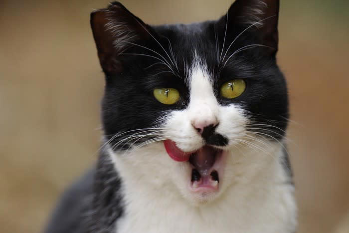 猫はなぜ食後に顔を洗うの？, 1.においや汚れが気になるから, 2.余韻を楽しんでいる, 3.ヒゲのメンテナンスをしている, 洗わないと皮膚トラブルが増える!?