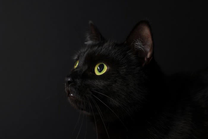 猫はなぜ食後に顔を洗うの？, 1.においや汚れが気になるから, 2.余韻を楽しんでいる, 3.ヒゲのメンテナンスをしている, 洗わないと皮膚トラブルが増える!?